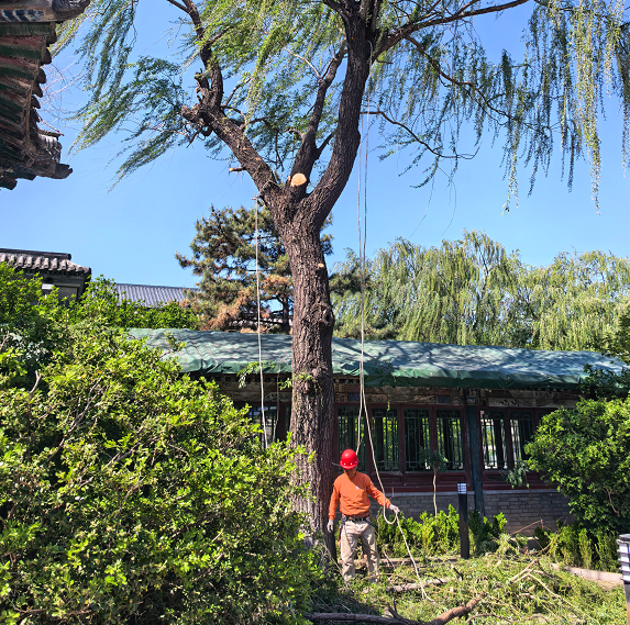 北京伐树现场图片 北京伐树现场图片